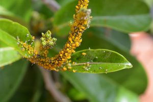 How Do I Get Rid Of Aphids In My Greenhouse Find 10 Methods