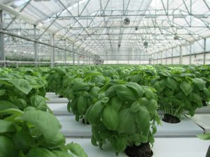 Is Corrugated Plastic Good For A Greenhouse