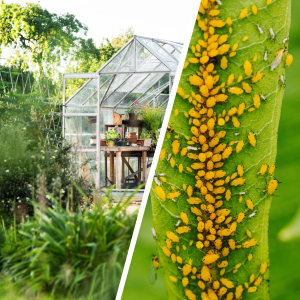 What Are The Most Common Pests In Greenhouses?