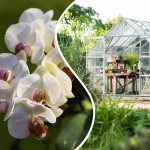 Best Greenhouse For Orchids 