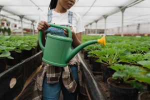 Best Watering Can For Greenhouse