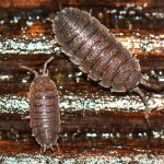 How To Get Rid Of Woodlice In My Greenhouse