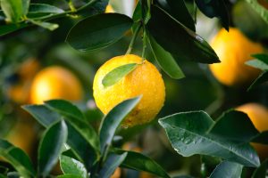 Utah Farmer Grows Citrus Fruits In The Dead Of Winter Season In A Greenhouse