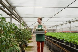 What Are The Most Profitable Greenhouse Crops UK 