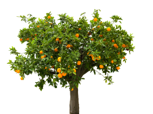 Best Benefits Of Orange Farming In Kenya