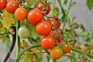 Best Tomato Variety For Rainy Season In Kenya