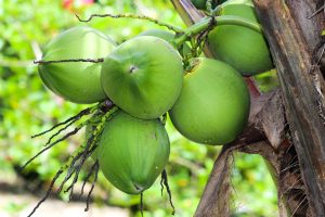 Coconuts are synonymous with coastal regions, and Malindi is no exception.