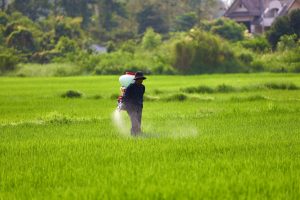 Copper Based Fungicides In Kenya