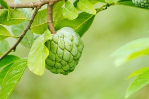 Custard apples do well in Malindi’s climate