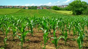 How To Use Post Emergence Herbicide For Maize In Kenya