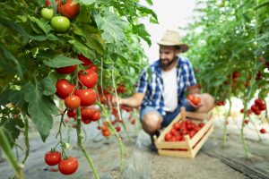 Kilele F1 Tomato Seeds Price In Kenya