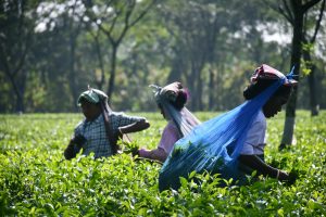 Laikipia Flowers Farms Vacancies