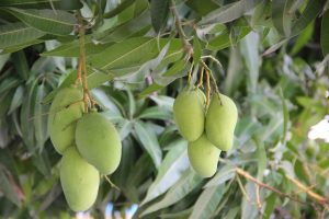 Mangoes are a tropical fruit that thrives exceptionally well in Malindi