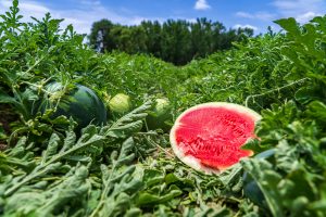 What Are The Best Watermelon Seeds To Plant In Kenya 