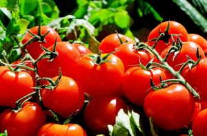 What Is The Best Indeterminate Tomato Variety In Kenya