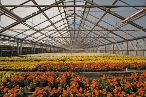 Where Is The Largest Flower Production Area In Kenya