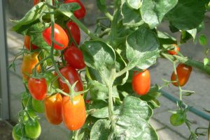 Which Tomato Varieties Are Bacterial Wilt Resistant In Kenya 