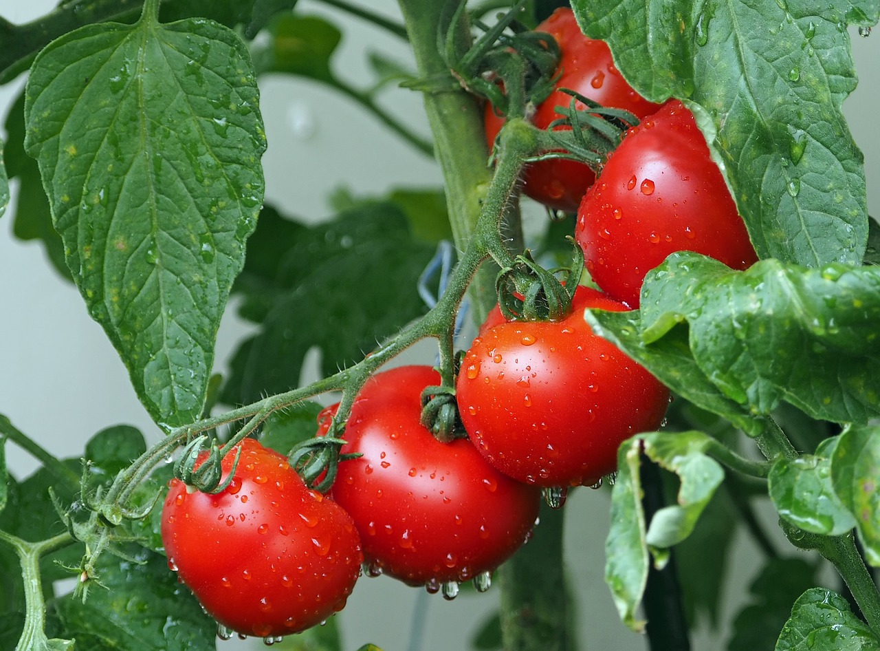 20 Best Open Field Tomato Varieties In Kenya SimbaGreenhouse
