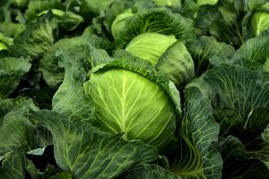 How Many Grams Of Gloria F1 Cabbage Per Acre 