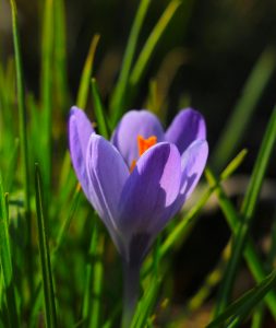 Can Saffron Be Grown In Kenya? 