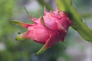 Where To Sell Dragon Fruit In Kenya