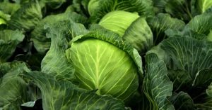 How Many Grams Of Gloria F1 Cabbage Per Acre 