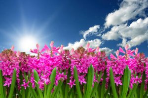 Best Fertilizer For Late Spring Early Summer
