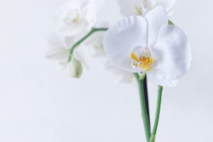 Best Fertilizer For Orchids To Bloom In Winter