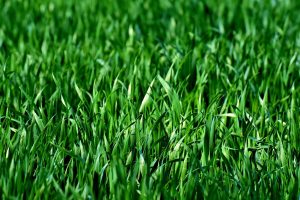 Best Fertilizer For Zoysia Grass In Fall