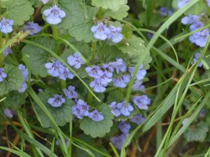 Weed Killer That Will Kill Creeping Charlie