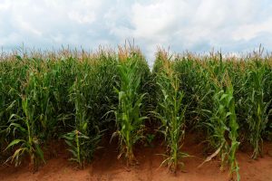 Best Fertilizer For Top Dressing Maize In Kenya