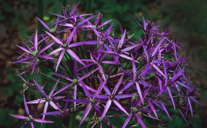How Do You Care For The Star Of Persia?