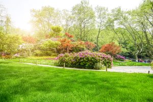 Best Fertilizer For Grass In Spring