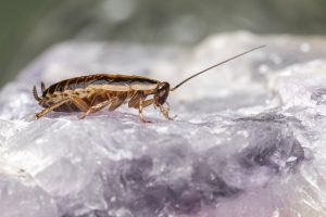 Best Pesticide For German Roaches